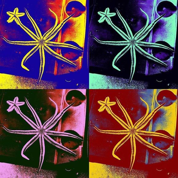 Meet your Posher, Sara - Picture 1 of 1